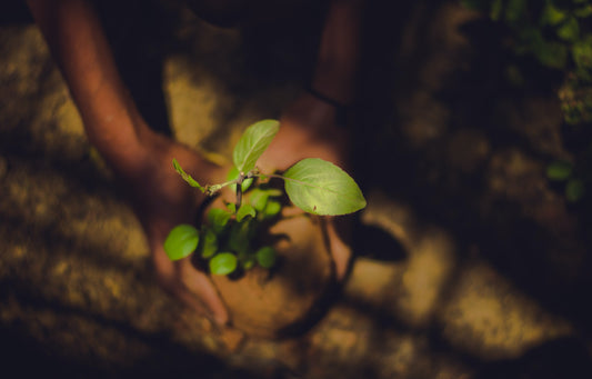 Regeneración: la naturaleza no busca volver al pasado, busca crear nuevas posibilidades