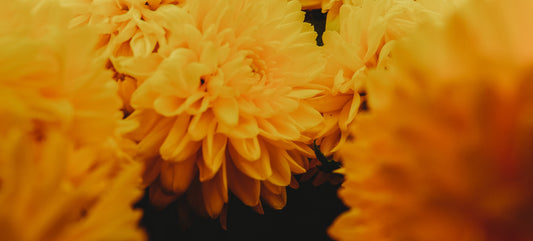 Los secretos del Cempasúchil: La flor icónica del Día de Muertos en México