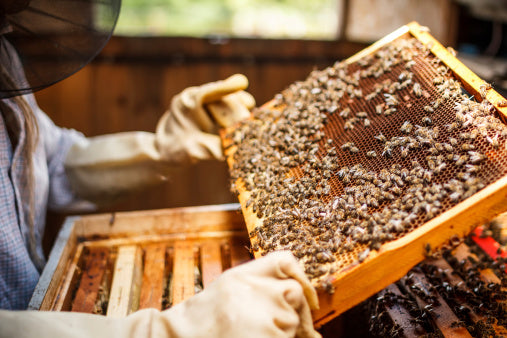 Raíz Nativa es una empresa poblana que comenzó en 2017 con la motivación de impulsar la apicultura en México, junto con el rescate de abejas.  A lo largo de los años formamos a nuestra Tribu Nativa, una comunidad enorme de personas curiosas de las abejas y de los diferentes tipos de miel.